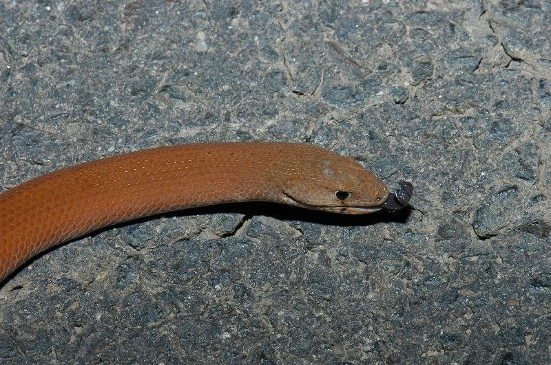 Common_Scaly-Foot__Pygopus_lepidopodus__012.jpg