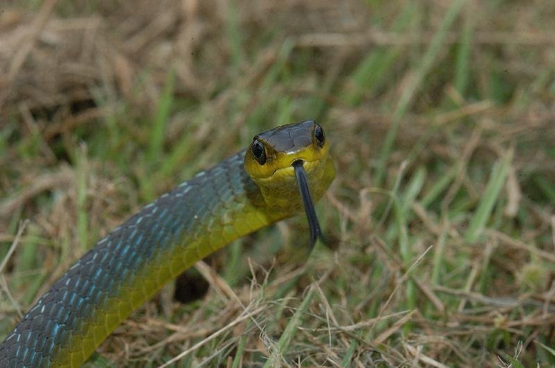 Common_Tree_Snake__Dendrelaphis_Punctulatus__013.jpg