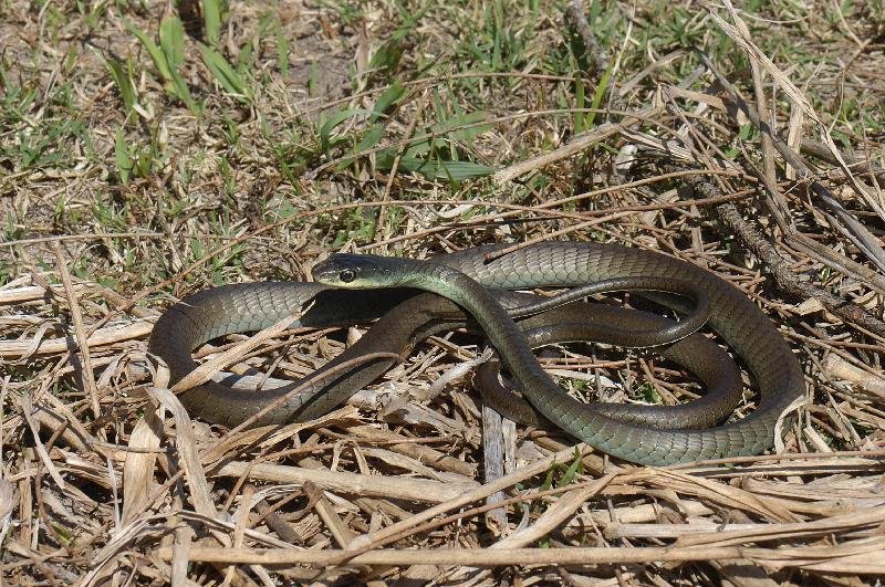 Common_Tree_Snake__Dendrelaphis_Punctulatus__034.jpg