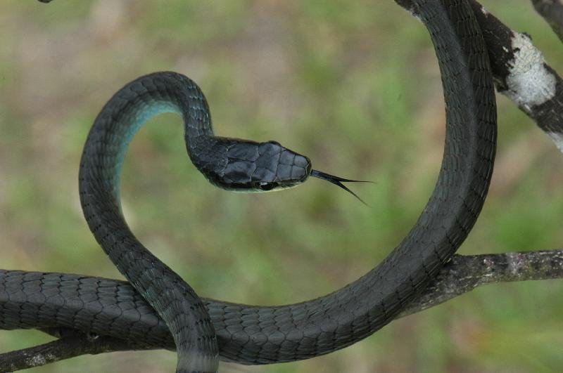 Common_Tree_Snake__Dendrelaphis_Punctulatus__041.jpg