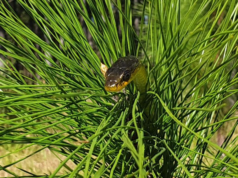 Common_Tree_Snake__Dendrelaphis_Punctulatus__174.jpg