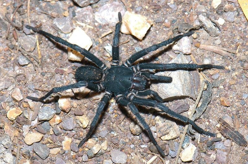 Conondale_Funnelweb__Hadronyche_raveni__003.jpg
