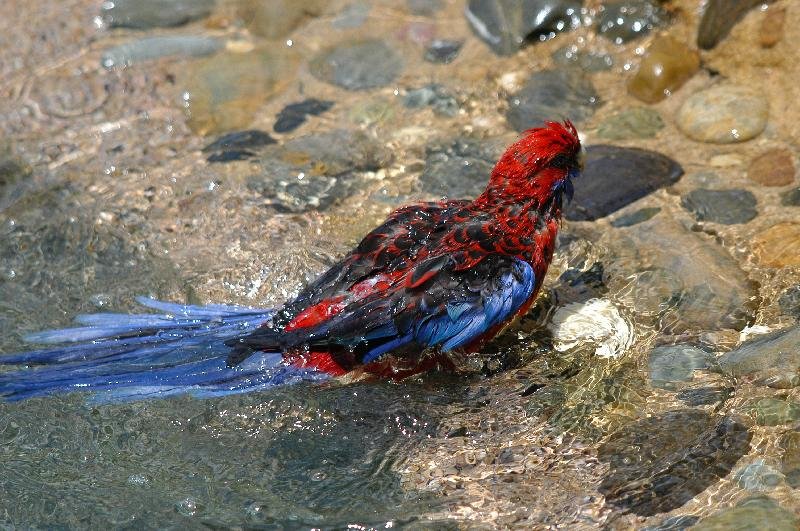 Crimson_Rosella__Platycercus_elegans__023.jpg
