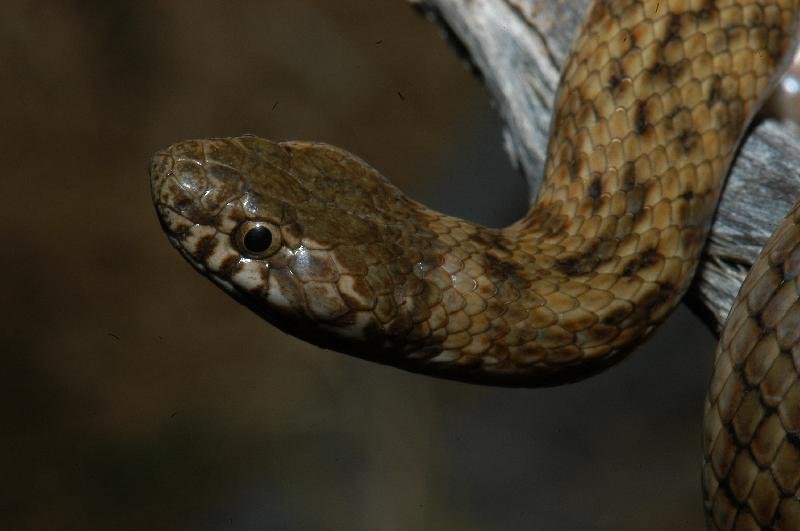 De_Vis'_Banded_Snake__Denisonia_devisi__008.jpg