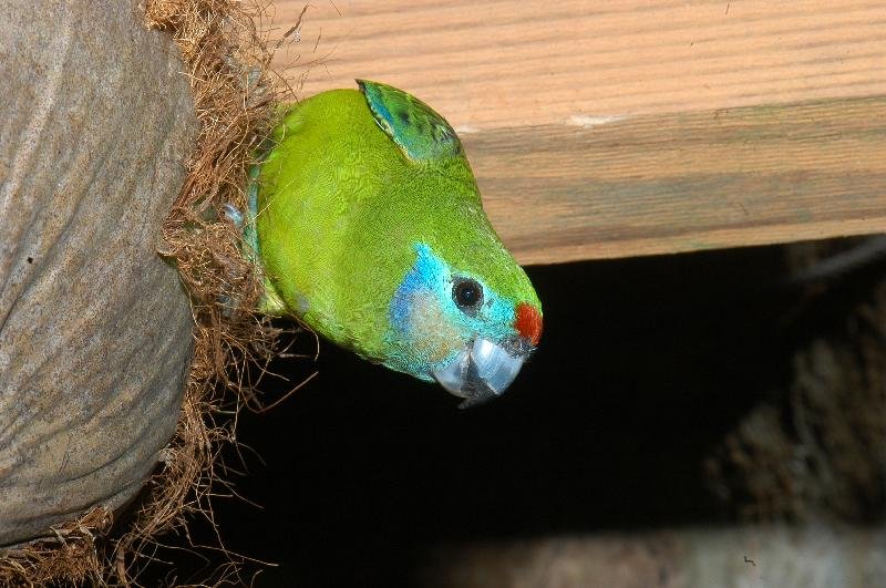 Double-eyed_Fig-Parrot__Cyclopsitta_diophthalma__002.jpg