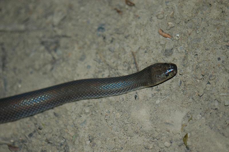Dunmall's_Snake__Furina_dunmalli__004.jpg