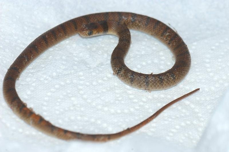 Eastern_Brown_Snake__Pseudonaja_textilis__004.jpg