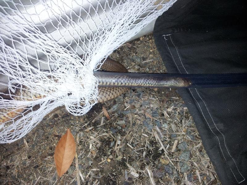 Eastern_Brown_Snake__Pseudonaja_textilis__015.jpg