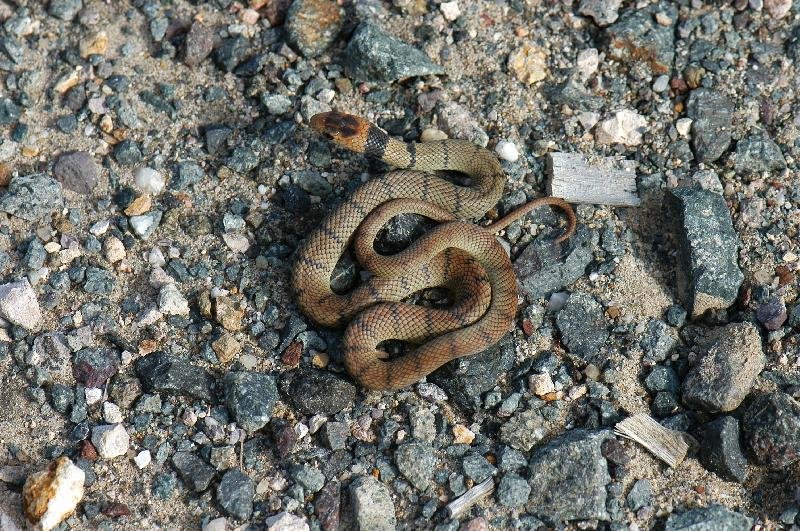 Eastern_Brown_Snake__Pseudonaja_textilis__038.jpg