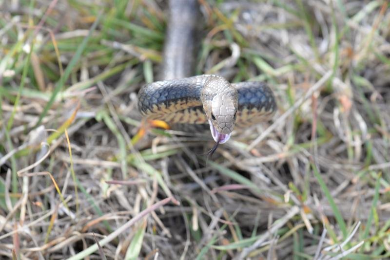 Eastern_Brown_Snake__Pseudonaja_textilis__054.jpg