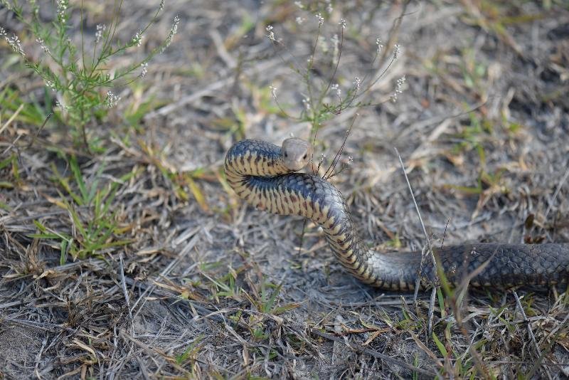 Eastern_Brown_Snake__Pseudonaja_textilis__055.jpg