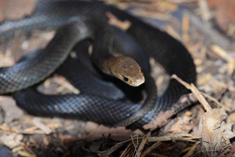 Eastern_Brown_Snake__Pseudonaja_textilis__061.jpg