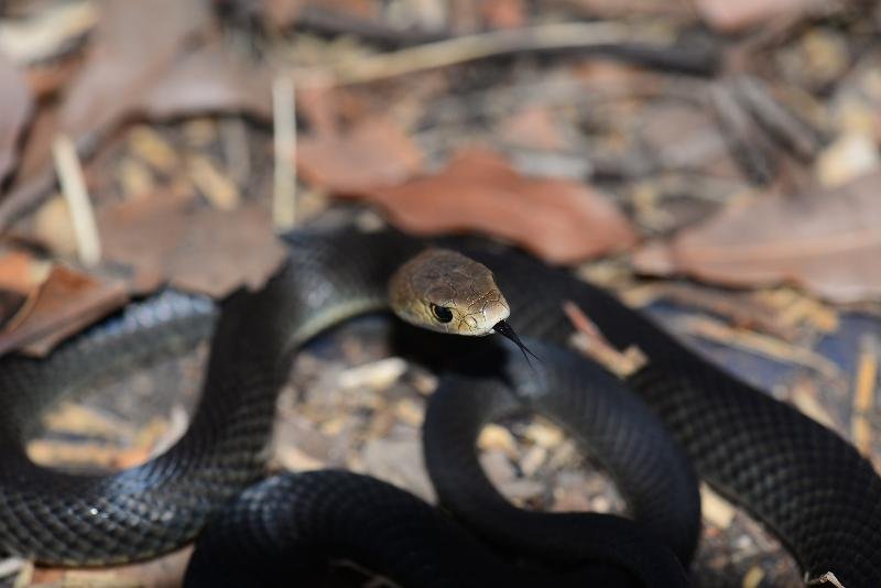 Eastern_Brown_Snake__Pseudonaja_textilis__062.jpg