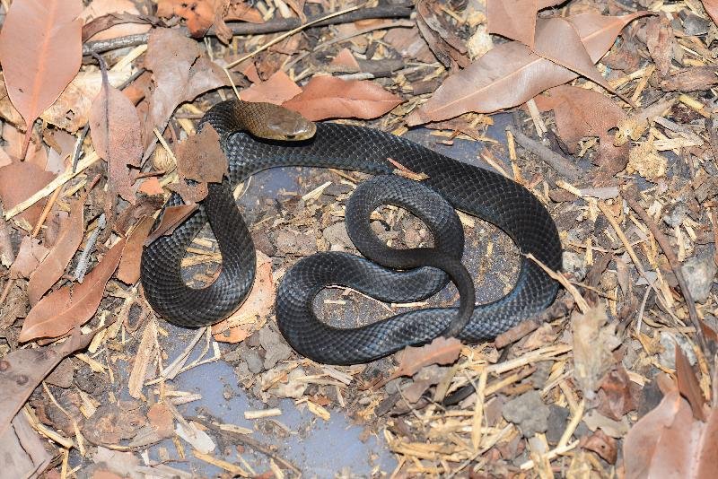 Eastern_Brown_Snake__Pseudonaja_textilis__063.jpg