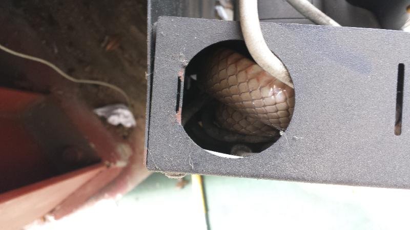 Eastern_Brown_Snake__Pseudonaja_textilis__064.jpg