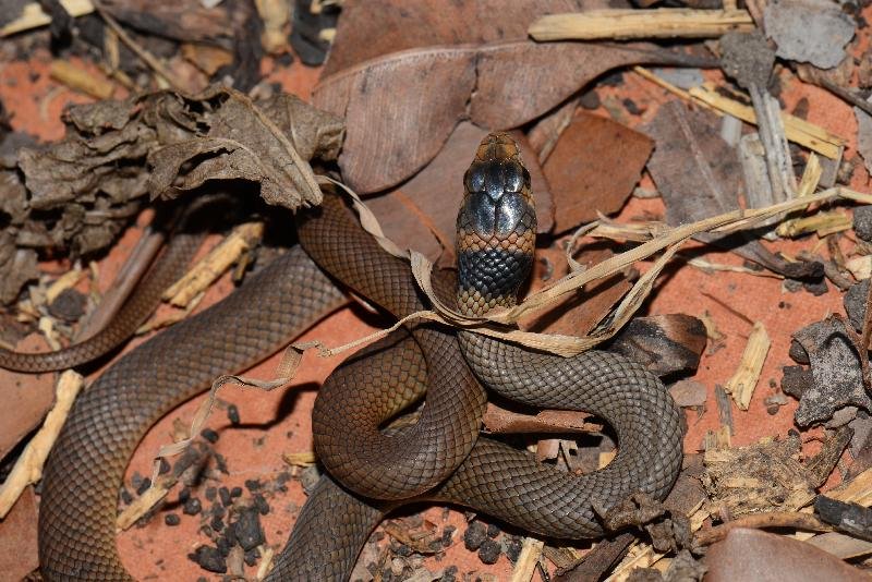 Eastern_Brown_Snake__Pseudonaja_textilis__066.jpg