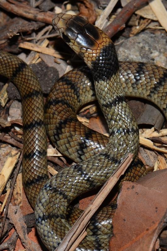Eastern_Brown_Snake__Pseudonaja_textilis__067.jpg