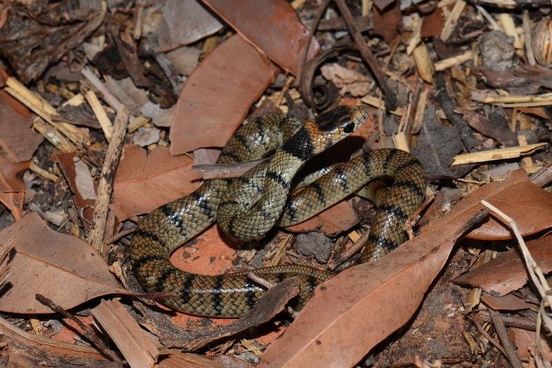 Eastern_Brown_Snake__Pseudonaja_textilis__070.jpg