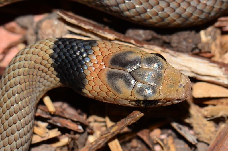 Eastern_Brown_Snake__Pseudonaja_textilis__074.jpg