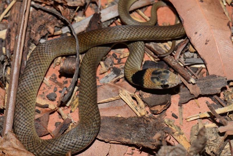 Eastern_Brown_Snake__Pseudonaja_textilis__075.jpg