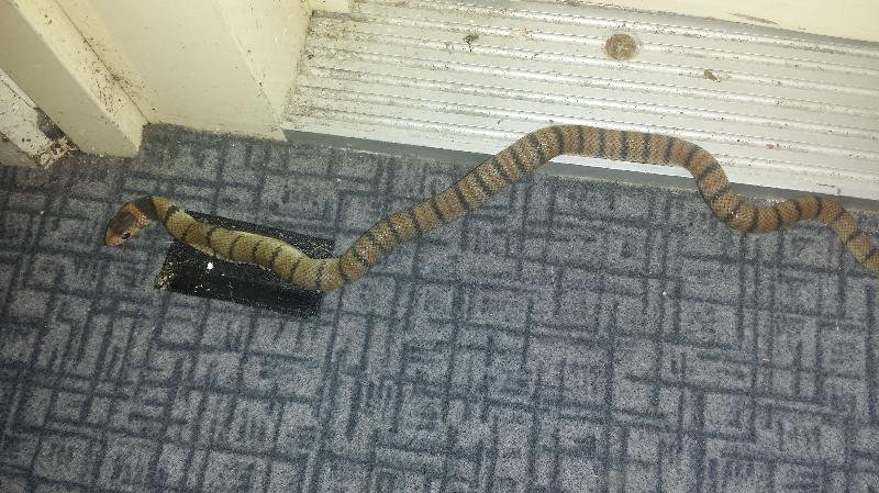 Eastern_Brown_Snake__Pseudonaja_textilis__076.jpg
