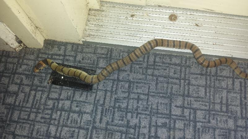 Eastern_Brown_Snake__Pseudonaja_textilis__077.jpg