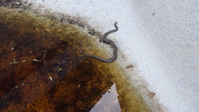 Eastern_Brown_Snake__Pseudonaja_textilis__078.jpg