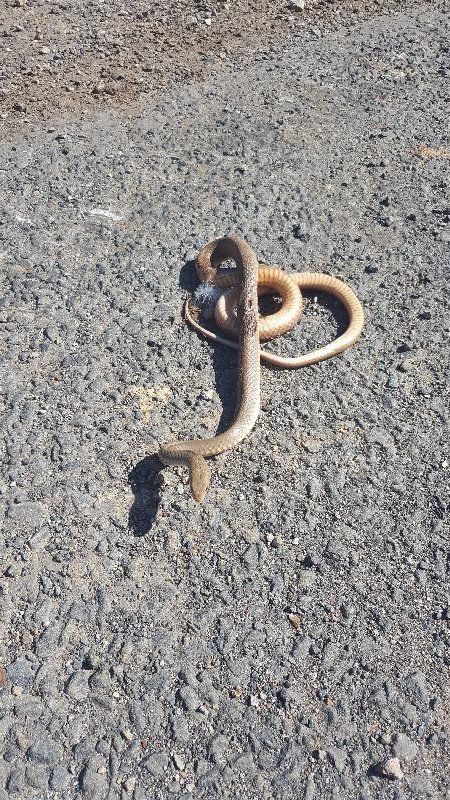 Eastern_Brown_Snake__Pseudonaja_textilis__079.jpg