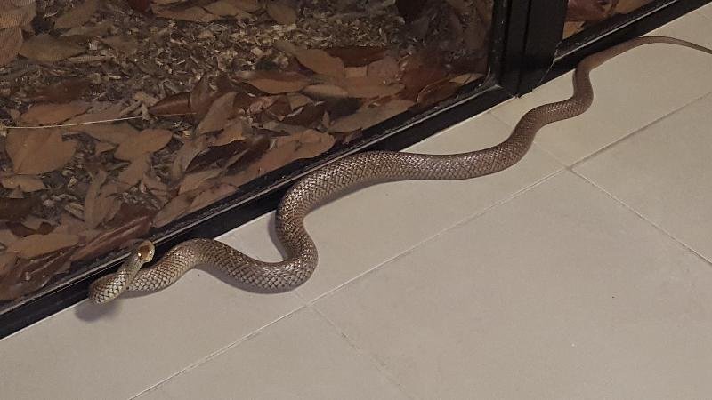 Eastern_Brown_Snake__Pseudonaja_textilis__082.jpg