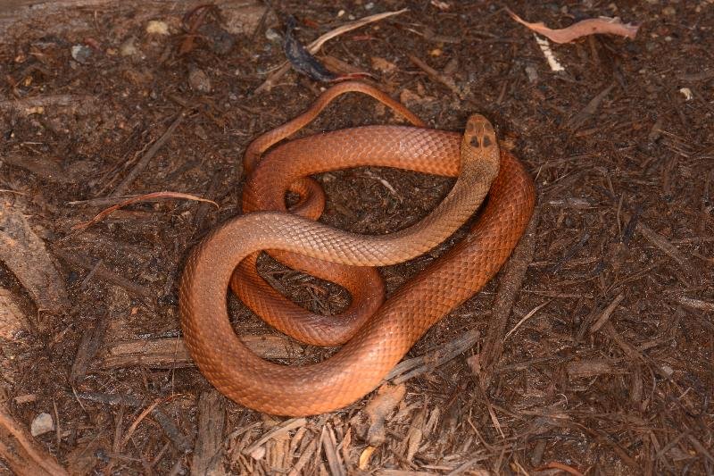 Eastern_Brown_Snake__Pseudonaja_textilis__083.jpg