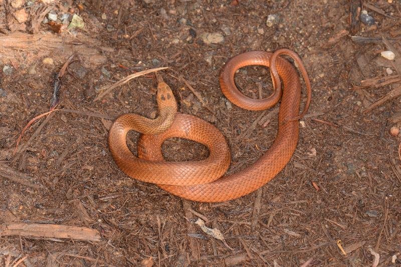 Eastern_Brown_Snake__Pseudonaja_textilis__085.jpg