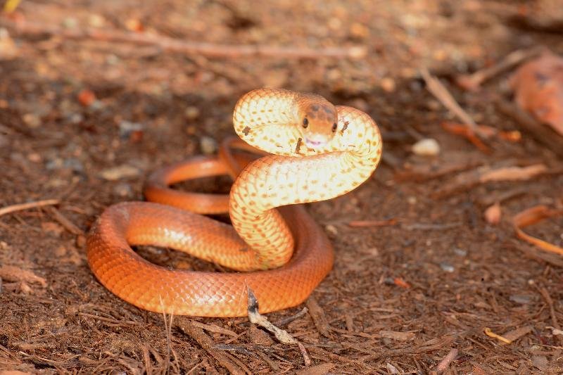 Eastern_Brown_Snake__Pseudonaja_textilis__086.jpg