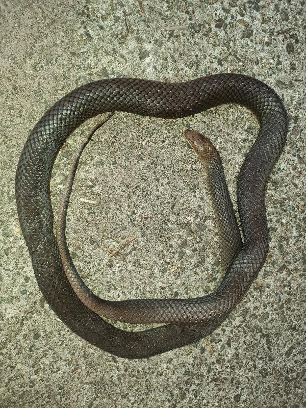 Eastern_Brown_Snake__Pseudonaja_textilis__093.jpg