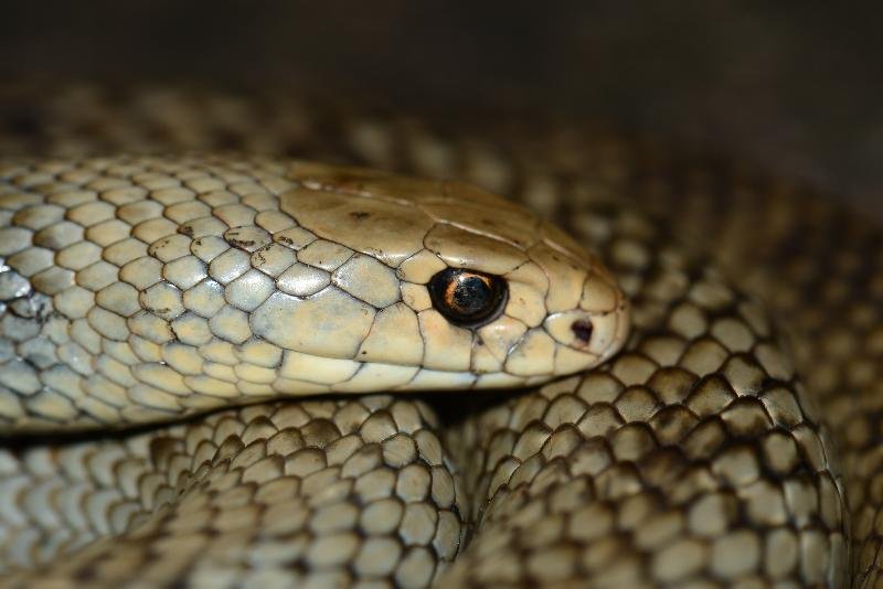 Eastern_Brown_Snake__Pseudonaja_textilis__094.jpg