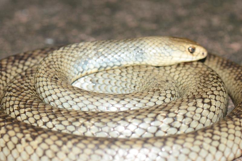 Eastern_Brown_Snake__Pseudonaja_textilis__098.jpg