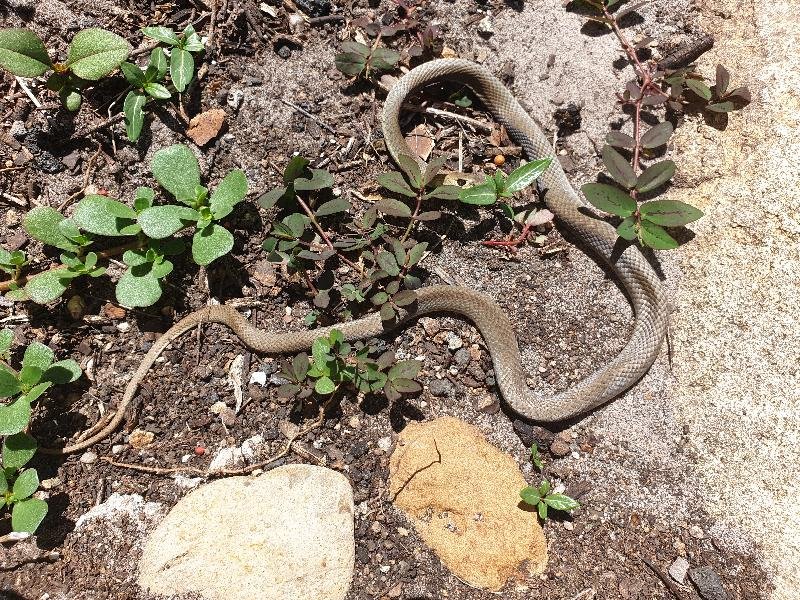Eastern_Brown_Snake__Pseudonaja_textilis__100.jpg