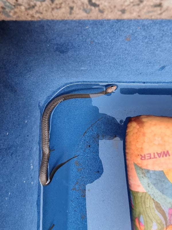 Eastern_Brown_Snake__Pseudonaja_textilis__102.jpg