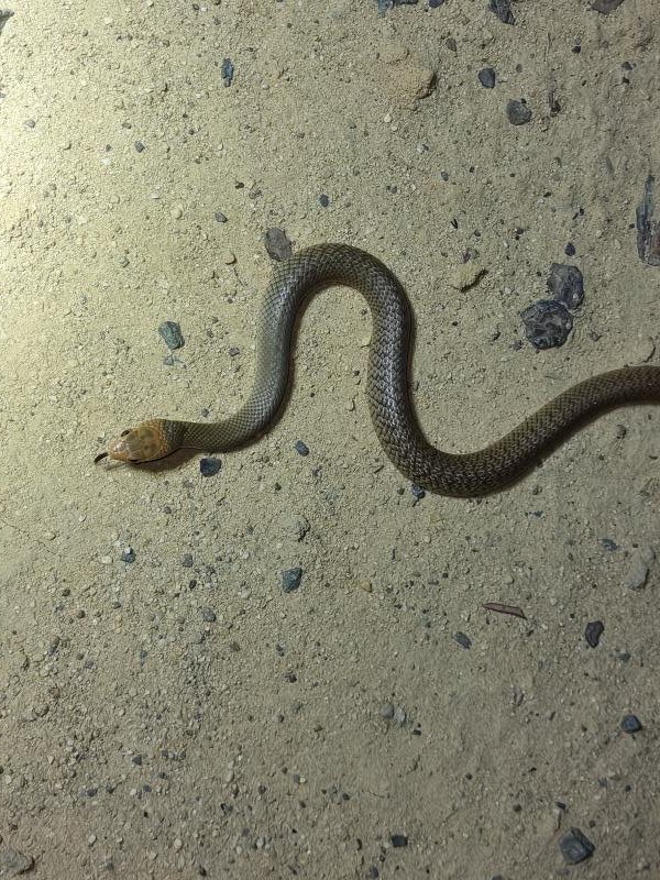 Eastern_Brown_Snake__Pseudonaja_textilis__104.jpg