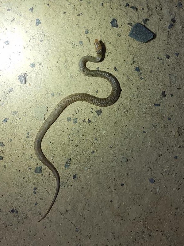 Eastern_Brown_Snake__Pseudonaja_textilis__105.jpg