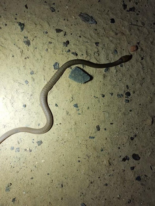 Eastern_Brown_Snake__Pseudonaja_textilis__106.jpg