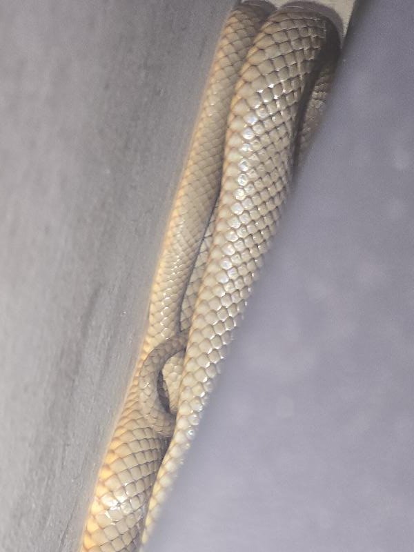Eastern_Brown_Snake__Pseudonaja_textilis__113.jpg
