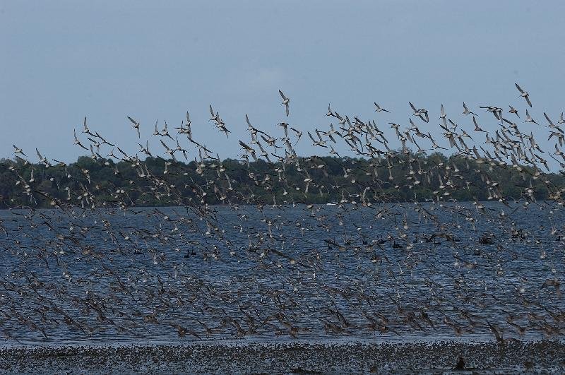 Eastern_Curlew__Numenius_madagascariensis__004.jpg