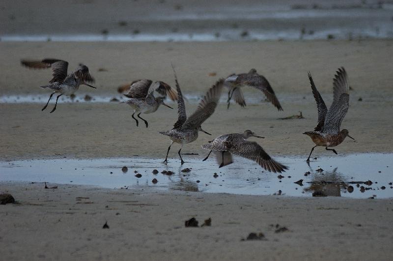 Eastern_Curlew__Numenius_madagascariensis__005.jpg