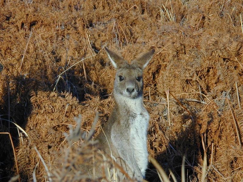 Eastern_Grey_Kangaroo__Macropus_giganteus__007.jpg