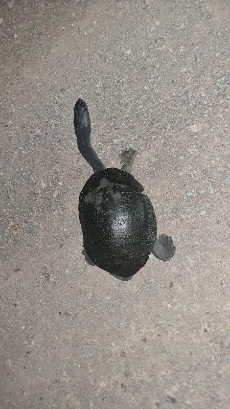Eastern_Long-Necked_Turtle__Chelodina_longicollis__003.jpg