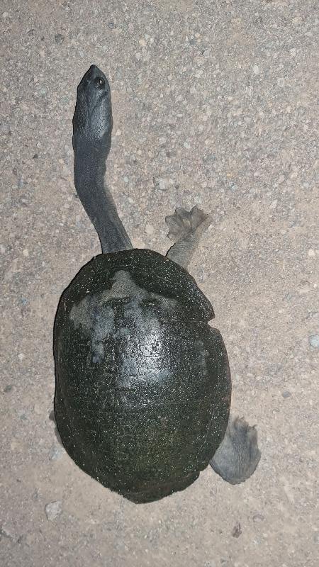 Eastern_Long-Necked_Turtle__Chelodina_longicollis__004.jpg