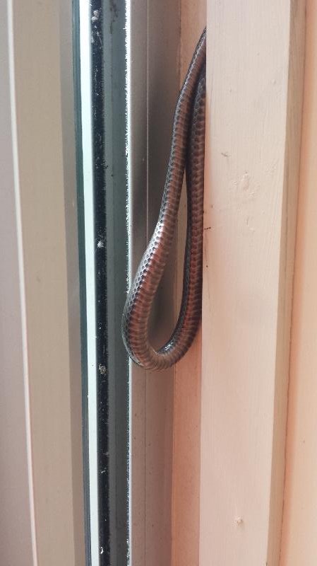 Eastern_Small-Eyed_Snake__Cryptophis_nigrescens__018.jpg
