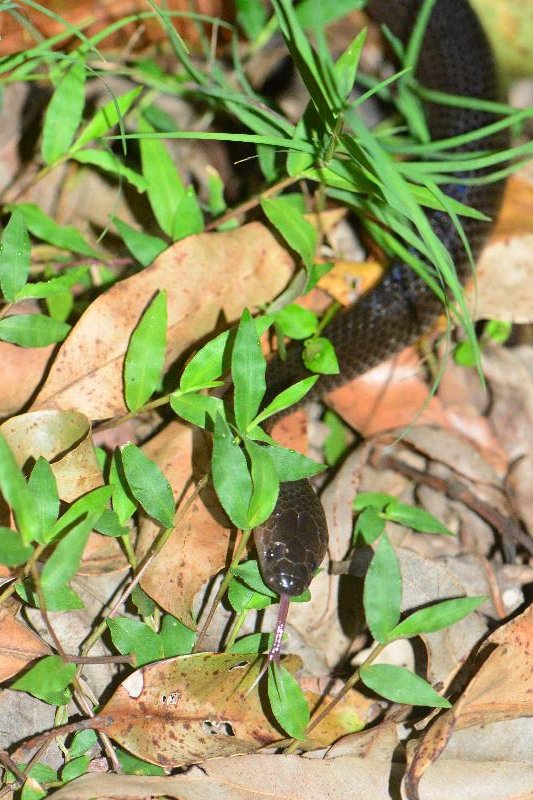 Eastern_Small-Eyed_Snake__Cryptophis_nigrescens__022.jpg
