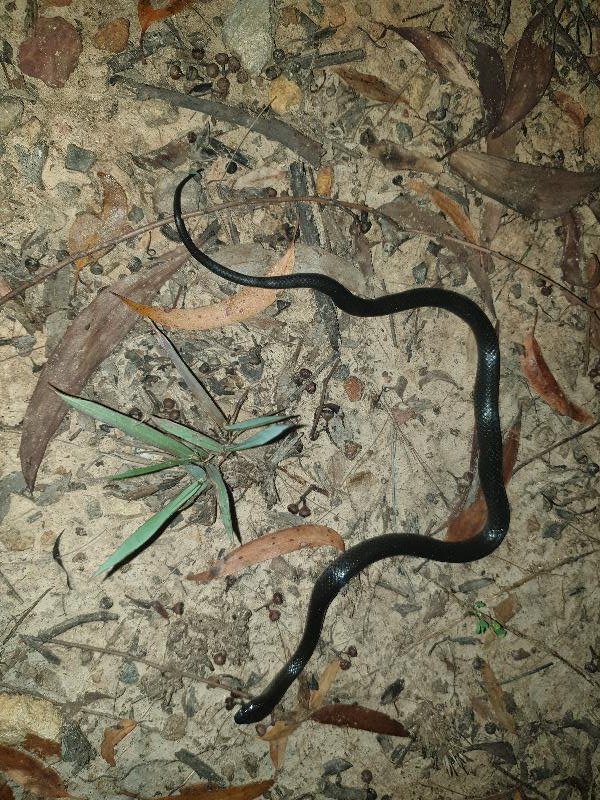 Eastern_Small-Eyed_Snake__Cryptophis_nigrescens__023.jpg