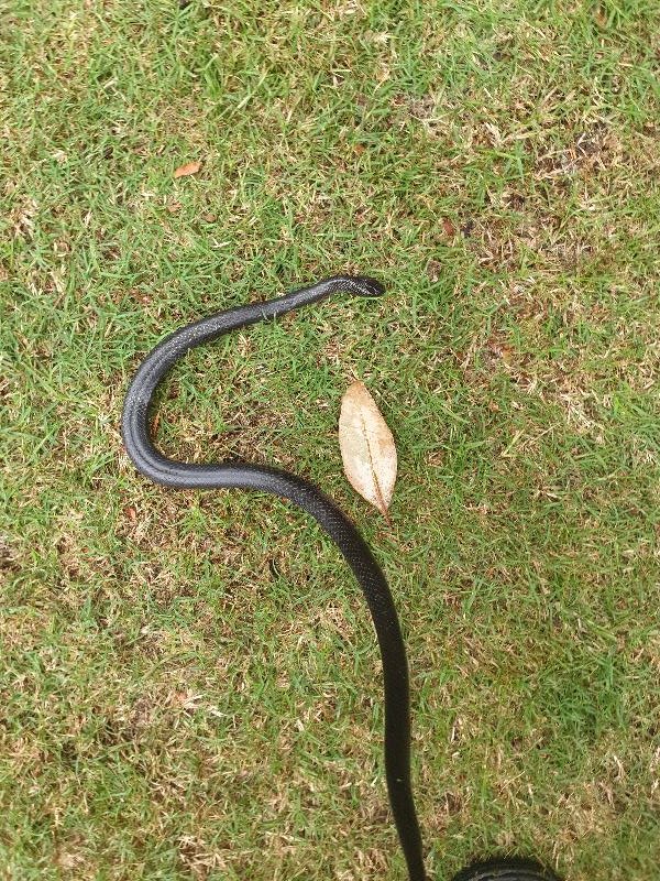 Eastern_Small-Eyed_Snake__Cryptophis_nigrescens__024.jpg